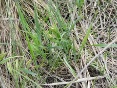 Ornithogalum orthophyllum