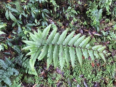 Pteris setulosocostulata