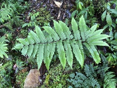 Pteris setulosocostulata