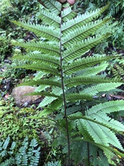 Pteris setulosocostulata