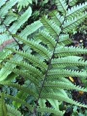 Pteris setulosocostulata