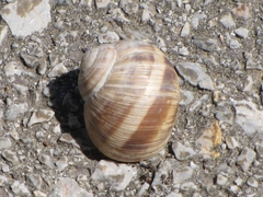 Helix figulina