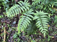 Pteris setulosocostulata