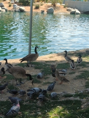 Branta canadensis