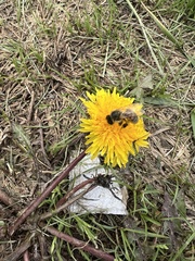 Apis mellifera