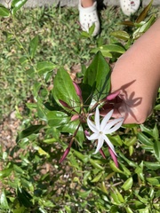 Jasminum laurifolium