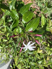 Jasminum laurifolium
