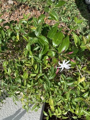 Jasminum laurifolium