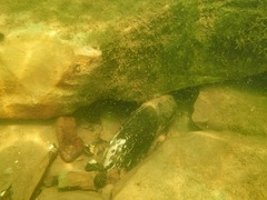 Cumberlandia monodonta