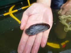 Cumberlandia monodonta