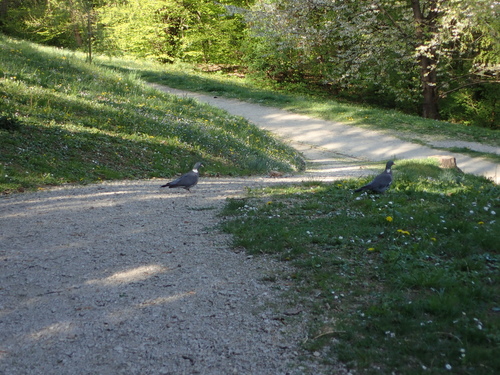 holub hrivnák (Columba palumbus)