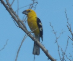 Pheucticus chrysopeplus