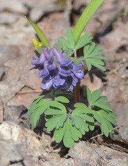 Corydalis solida