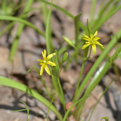 Gagea lutea