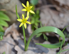Gagea lutea