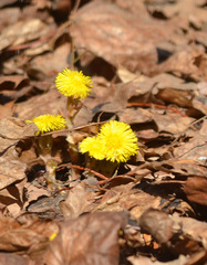 Tussilago farfara