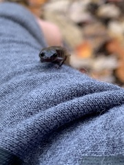 Plethodon richmondi