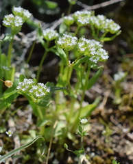 Valerianella turgida