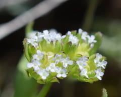 Valerianella turgida