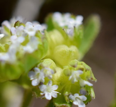 Valerianella turgida