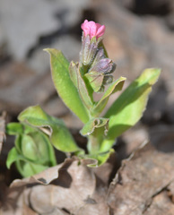 Pulmonaria obscura