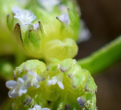 Valerianella turgida