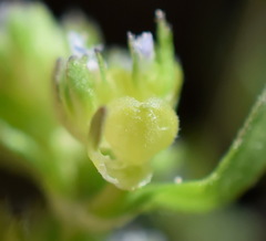 Valerianella turgida