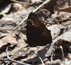 Aglais io