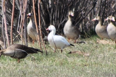 Anser caerulescens × rossii