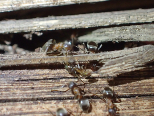 mravec domáci (Lasius emarginatus)