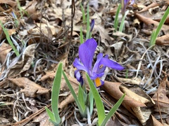 Iris verna smalliana