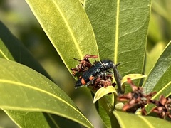 Acmaeodera mariposa