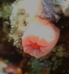 Cladopsammia gracilis