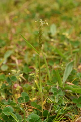 Alopecurus myosuroides