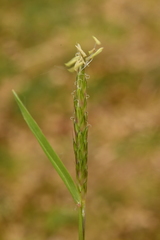 Alopecurus myosuroides