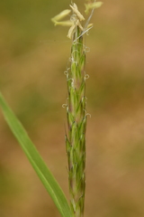 Alopecurus myosuroides