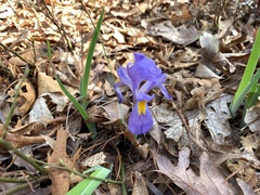 Iris verna smalliana