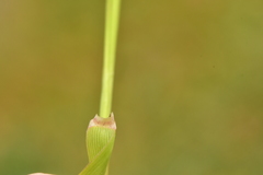 Alopecurus myosuroides