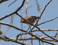 Erithacus rubecula