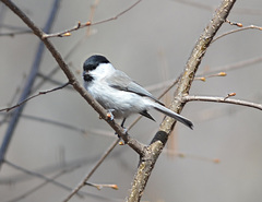 Poecile palustris