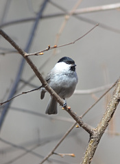 Poecile palustris
