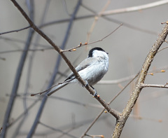 Poecile palustris