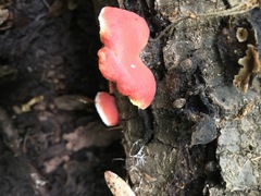 Phlebia incarnata image
