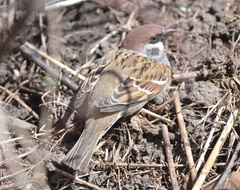 Passer montanus