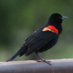 Agelaius phoeniceus