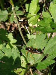 Diphyus quadripunctorius