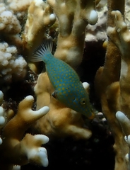Oxymonacanthus halli