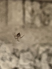 Araneae