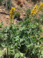 Thermopsis macrophylla
