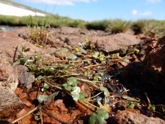 Ranunculus hyperboreus